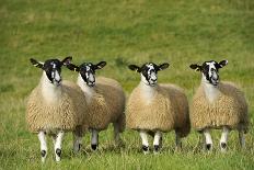 Domestic Sheep, crossbred mule ewe lambs, four standing in pasture, ready for sale-Wayne Hutchinson-Photographic Print