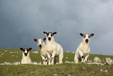 Domestic Sheep, crossbred mule ewe lambs, four standing in pasture, ready for sale-Wayne Hutchinson-Framed Photographic Print