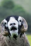 Domestic Dog, Border Collie sheepdog, adult, nose to nose with Texel ram in snow-Wayne Hutchinson-Photographic Print