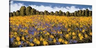 Fields of Gold-Wayne Leidenfrost-Stretched Canvas