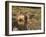 _WDH9008-Rien Poortvliet-Framed Giclee Print