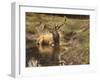 _WDH9008-Rien Poortvliet-Framed Giclee Print