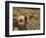 _WDH9008-Rien Poortvliet-Framed Giclee Print