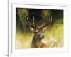 WDH9019-Rien Poortvliet-Framed Giclee Print