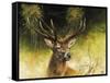 WDH9019-Rien Poortvliet-Framed Stretched Canvas