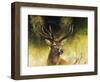 WDH9019-Rien Poortvliet-Framed Giclee Print