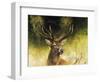 WDH9019-Rien Poortvliet-Framed Giclee Print