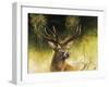 WDH9019-Rien Poortvliet-Framed Giclee Print