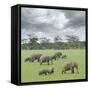 We Are Family 2-Ben Heine-Framed Stretched Canvas