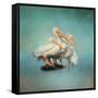 We are Family White Pelicans-Jai Johnson-Framed Stretched Canvas