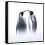 We are King Penguin-Judy Tseng-Framed Stretched Canvas