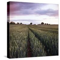 We Grow Together-Craig Roberts-Stretched Canvas