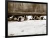 We See You-Jim Dratfield-Framed Photo