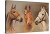 We Three Kings-Susan Crawford-Stretched Canvas