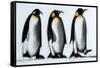 We Three Kings-Paul Powis-Framed Stretched Canvas