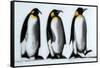 We Three Kings-Paul Powis-Framed Stretched Canvas