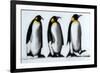 We Three Kings-Paul Powis-Framed Giclee Print