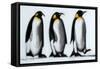 We Three Kings-Paul Powis-Framed Stretched Canvas