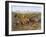 Weaning the Calves-Rosa Bonheur-Framed Giclee Print