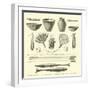 Weapons, Ornaments, Articles of Pottery, and Household Utensils of the Antis Indians-Édouard Riou-Framed Giclee Print