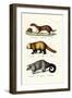 Weasel, 1824-Karl Joseph Brodtmann-Framed Giclee Print