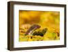 Weasel head looking out of yellow autumn acer leaves, UK-Paul Hobson-Framed Premium Photographic Print