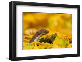 Weasel head looking out of yellow autumn acer leaves, UK-Paul Hobson-Framed Premium Photographic Print