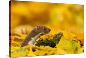 Weasel head looking out of yellow autumn acer leaves, UK-Paul Hobson-Stretched Canvas