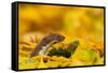 Weasel head looking out of yellow autumn acer leaves, UK-Paul Hobson-Framed Stretched Canvas