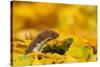 Weasel head looking out of yellow autumn acer leaves, UK-Paul Hobson-Stretched Canvas