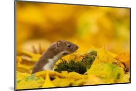 Weasel head looking out of yellow autumn acer leaves, UK-Paul Hobson-Mounted Photographic Print