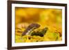 Weasel head looking out of yellow autumn acer leaves, UK-Paul Hobson-Framed Photographic Print