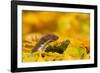 Weasel head looking out of yellow autumn acer leaves, UK-Paul Hobson-Framed Photographic Print