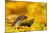 Weasel head looking out of yellow autumn acer leaves, UK-Paul Hobson-Mounted Photographic Print