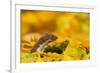 Weasel head looking out of yellow autumn acer leaves, UK-Paul Hobson-Framed Photographic Print