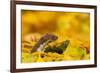 Weasel head looking out of yellow autumn acer leaves, UK-Paul Hobson-Framed Photographic Print