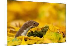 Weasel head looking out of yellow autumn acer leaves, UK-Paul Hobson-Mounted Photographic Print