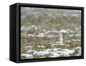 Weasel in white winter coat in falling snow, Germany-Konrad Wothe-Framed Stretched Canvas