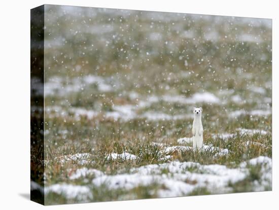 Weasel in white winter coat in falling snow, Germany-Konrad Wothe-Stretched Canvas