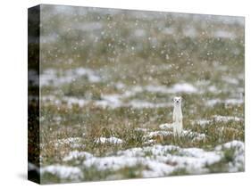 Weasel in white winter coat in falling snow, Germany-Konrad Wothe-Stretched Canvas