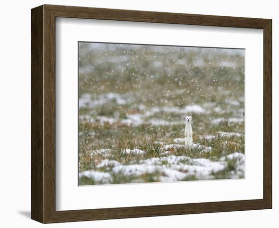 Weasel in white winter coat in falling snow, Germany-Konrad Wothe-Framed Photographic Print