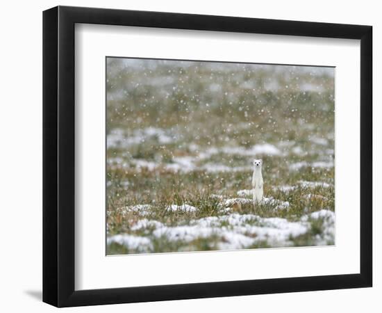 Weasel in white winter coat in falling snow, Germany-Konrad Wothe-Framed Photographic Print