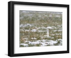 Weasel in white winter coat in falling snow, Germany-Konrad Wothe-Framed Photographic Print