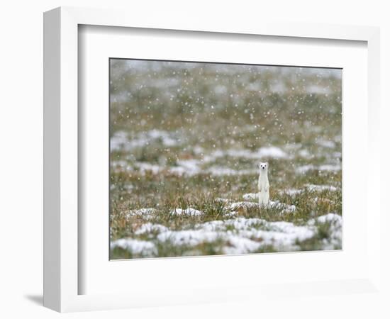 Weasel in white winter coat in falling snow, Germany-Konrad Wothe-Framed Photographic Print