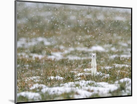 Weasel in white winter coat in falling snow, Germany-Konrad Wothe-Mounted Photographic Print