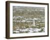 Weasel in white winter coat in falling snow, Germany-Konrad Wothe-Framed Photographic Print