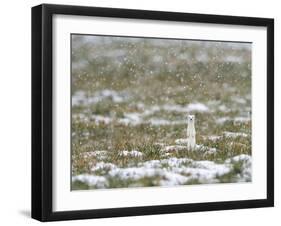 Weasel in white winter coat in falling snow, Germany-Konrad Wothe-Framed Photographic Print