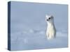 Weasel in white winter coat standing in snow, Germany-Konrad Wothe-Stretched Canvas