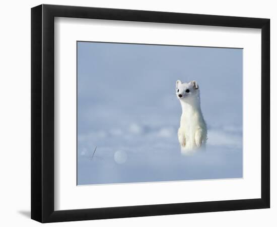 Weasel in white winter coat standing in snow, Germany-Konrad Wothe-Framed Photographic Print