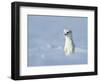 Weasel in white winter coat standing in snow, Germany-Konrad Wothe-Framed Photographic Print